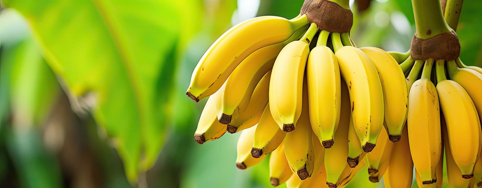 Are Bananas Good for Pregnancy? Benefits & When to Avoid Article Image