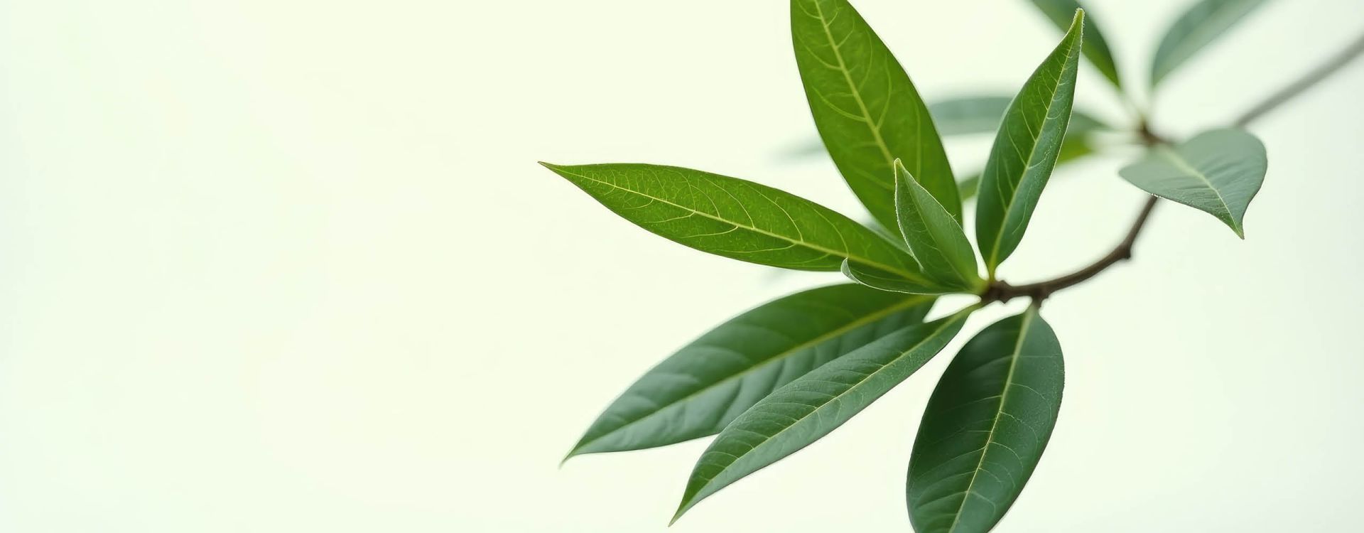 Can You Use Tea Tree Oil While Pregnant? Article Image