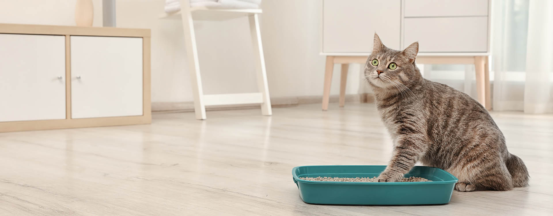 Changing cat litter 2025 while pregnant indoor cat