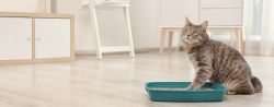Cat Litter and Pregnancy: Risks, and How to Change It Safely Article Image